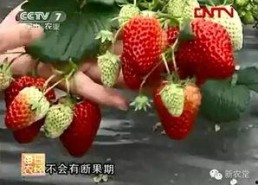 国产草莓在线,甜蜜滋味，绿色健康新选择