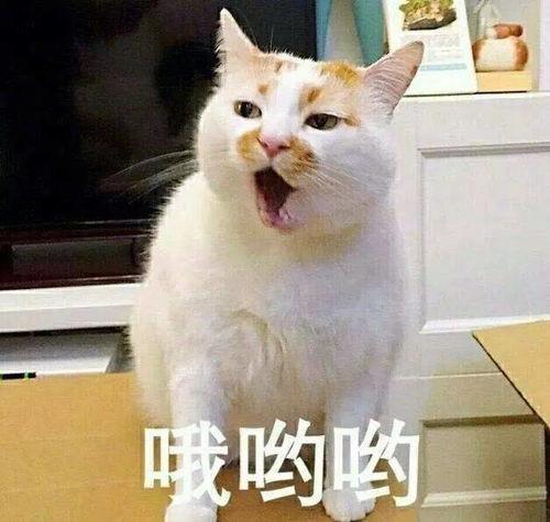 娱乐吃瓜君猫生气歌